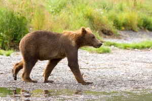A brown bear on Kodiak Island, via U.S. Fish and Wildlife Service's National Digital Library