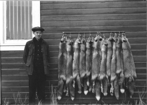 Fox trapper's bounty on Umnak Island, unknown date, via U.S. Fish and Wildlife Service's National Digital Library. 